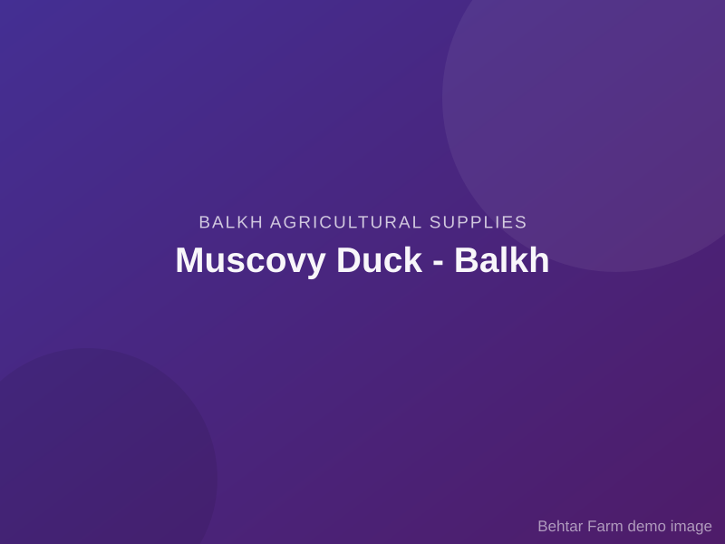 Muscovy Duck - Balkh