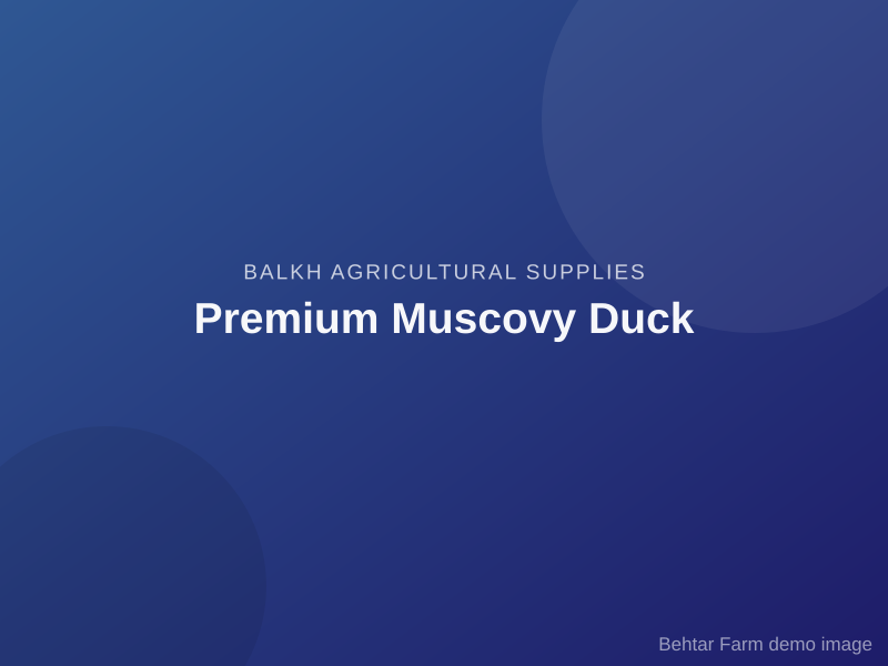 Premium Muscovy Duck