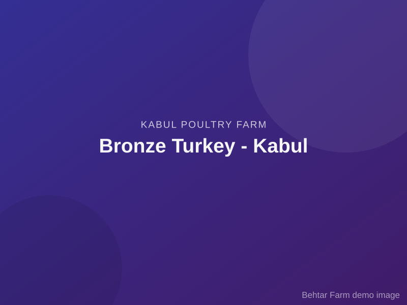 Bronze Turkey - Kabul