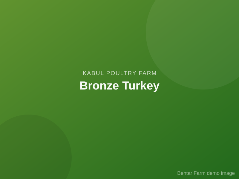 Bronze Turkey
