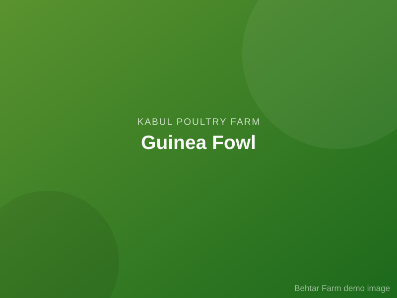 Guinea Fowl