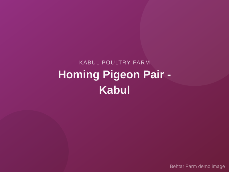 Homing Pigeon Pair - Kabul