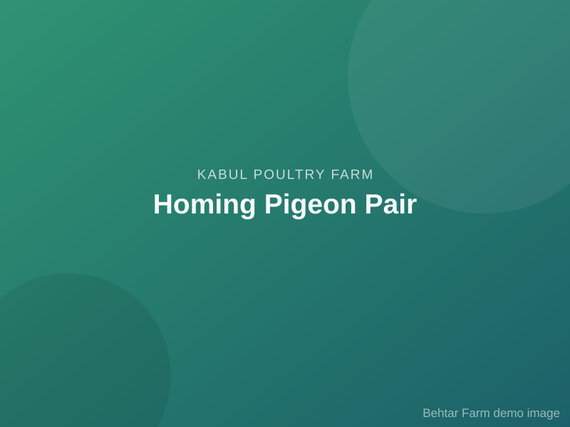 Homing Pigeon Pair