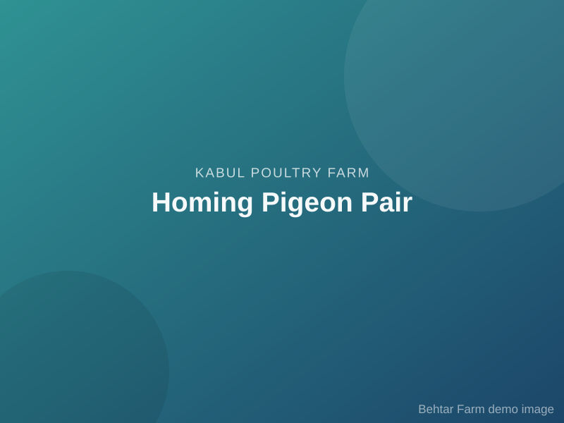 Homing Pigeon Pair