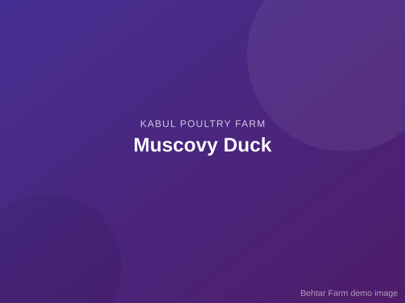 Muscovy Duck