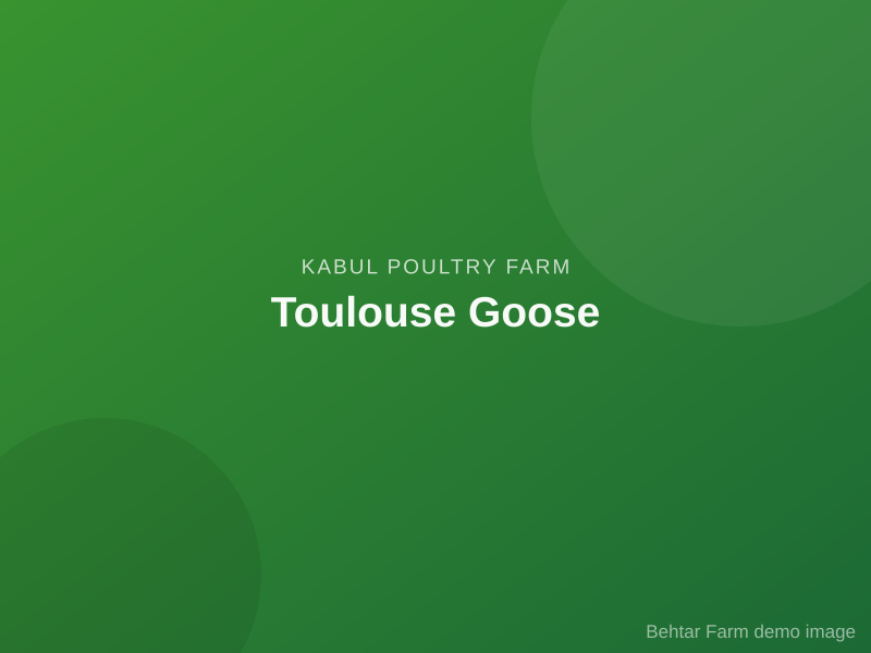 Toulouse Goose