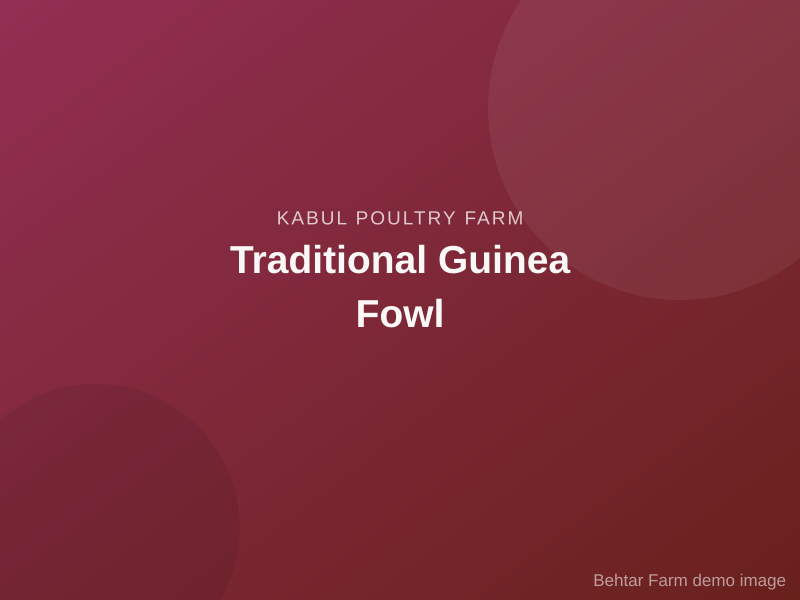 Traditional Guinea Fowl