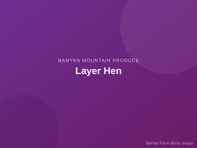 Layer Hen
