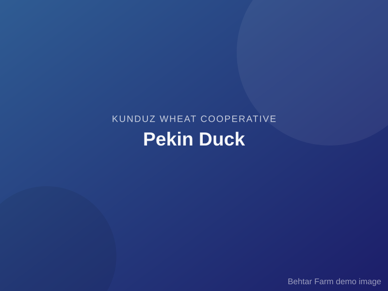 Pekin Duck