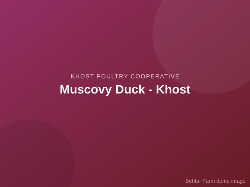 Muscovy Duck - Khost