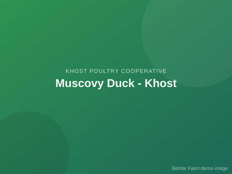 Muscovy Duck - Khost