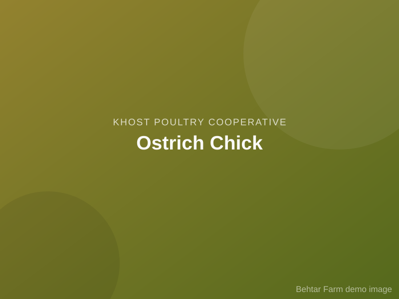 Ostrich Chick