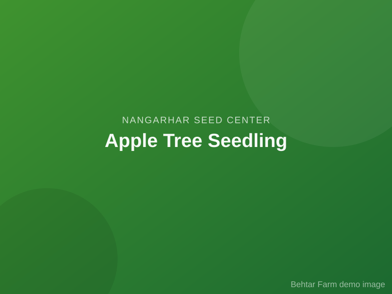 Apple Tree Seedling