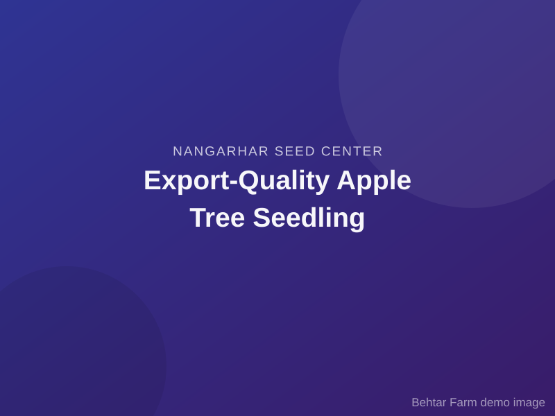 Export-Quality Apple Tree Seedling