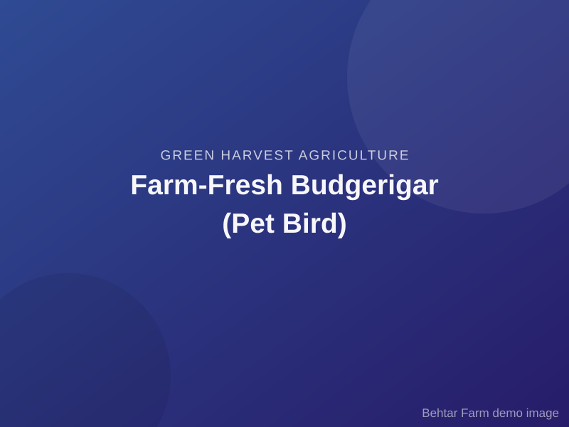 Farm-Fresh Budgerigar (Pet Bird)